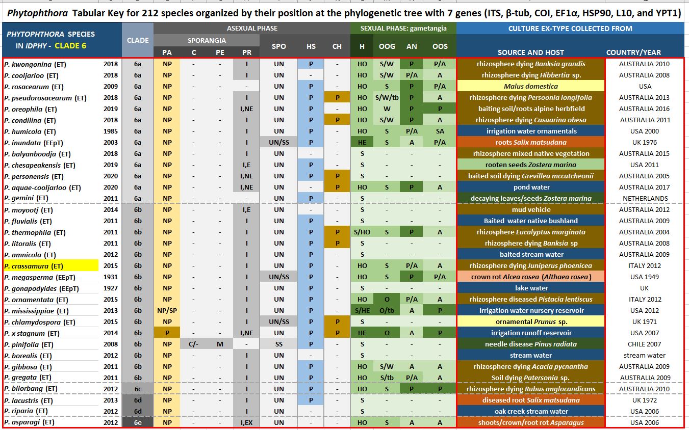    Phytophthora  spp. in subclade 6b:  Morphological Tabular key (PDF) and Tabular key legends (PDF) in IDphy2 KEY SECTION. Notice the data of   P. crassamura  Ex-type CBS 140357 = Samp;T BL 150A . Gloria Abad, USDA Samp;T.
